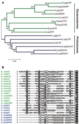 Biochemical, Anatomical, and Pharmacological Characterization of Calcitonin-Type Neuropeptides in Starfish: Discovery of an Ancient Role as Muscle Relaxants